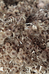 Champignon 2