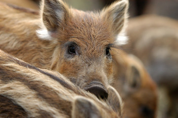 Ein frishcling schaut aus einer Rotte hervor