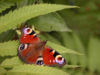 Peacock butterfly