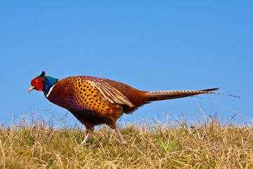 Pheasant male