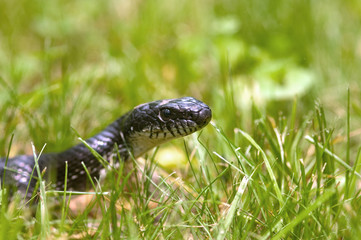 Black snake in the grass