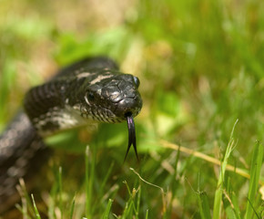 Black snake in the grass