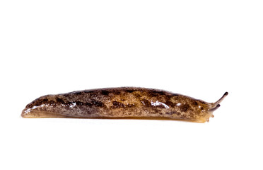 Slug on a white background
