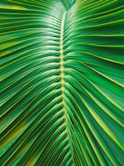 abstract pattern of palm leaf