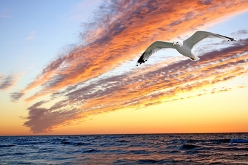 Sunset with shape of seagull.