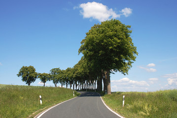 Lindenb&auml;ume an einer Landstra&szlig;e im Weserbergland