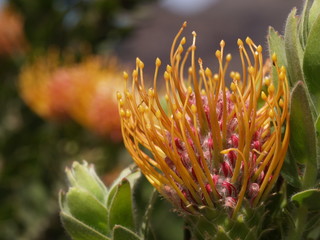 Protea