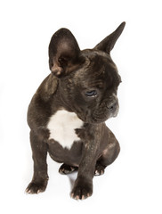 Welpe der Rasse Französische Bulldogge