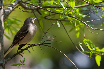 Bird on a branch