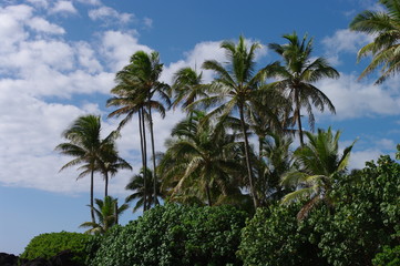 Fototapeta na wymiar Palme hawaiane