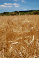 Fototapeta premium Harvest time - Ripe wheat field