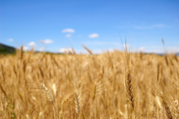 Harvest time - Ripe wheat field