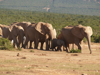 Obraz premium Elefantenherde