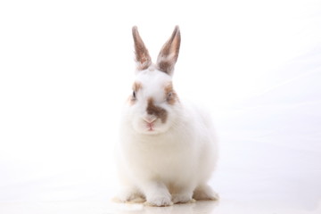 ウィンクウサギ