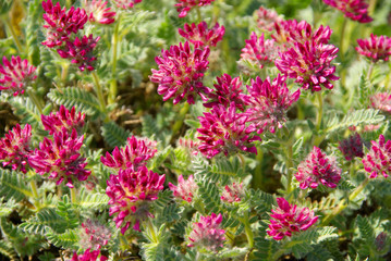 Wundklee - Anthyllis montana 04