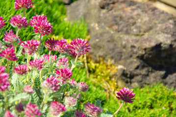 Wundklee - Anthyllis montana 07