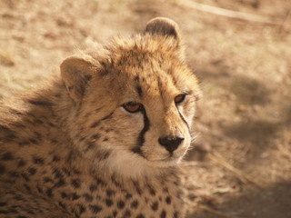 Gepard