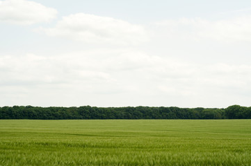 Green wheat field