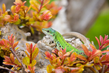 green lizard