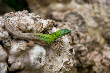 green lizard