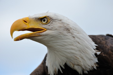American bald eagle