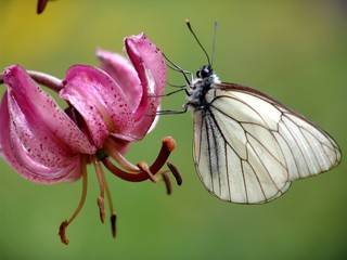 le papillon du lys