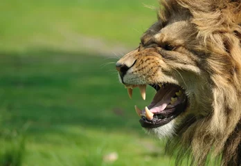 Poster de jardin Lion Angry lion