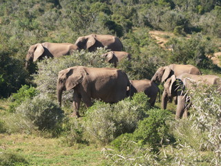 Elefanten in Südafrika