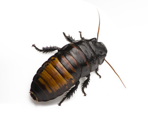 Cockroach on White