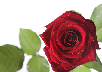 Image of a wonderful red rose