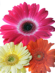 macro of a gerber daisy
