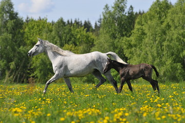 the white horse whith foal trots on the meadow