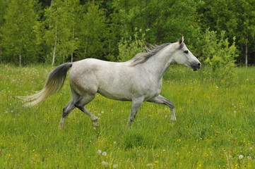 Obraz na płótnie Canvas białe trots koń na łące