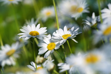 margeriten