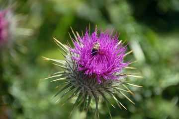 Mariendistel