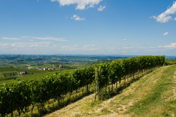 Naklejka premium Beautiful Vineyard Landscape in Italy
