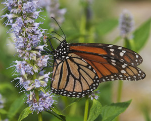 Fototapeta premium Butterfly