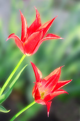 Fototapeta premium Two red tulips