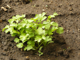 Freash Parsley