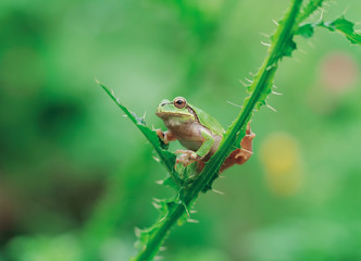 Close-up of a frog