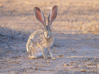 Rabbit Watching © Deep Desert Photo