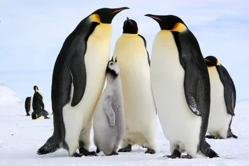 Selbstklebende Fototapete Pinguin Antarktis : Kaiserpinguine, Mittagszeit
