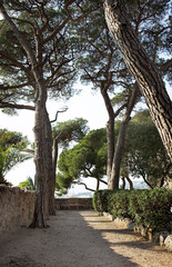 Fototapeta na wymiar Park z drzew w Cannes