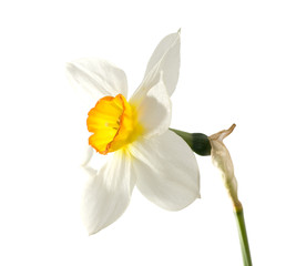 isolated narcissus