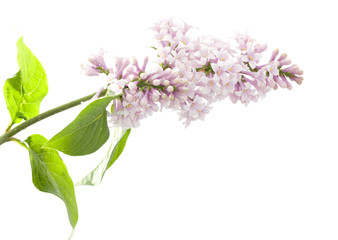 light lilac flowers