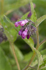 Beinwell, Symphytum, officinale