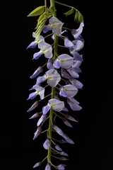 Foto op Plexiglas Blauregen, Wisteria sinensis © Ruckszio