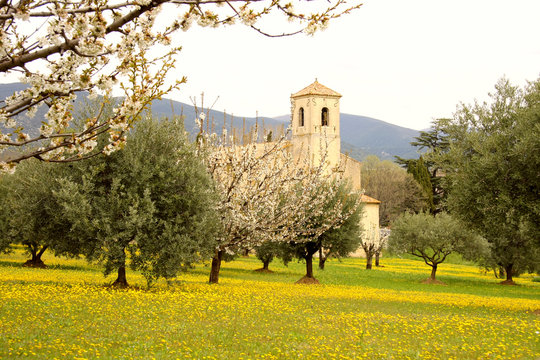 Old church  in olive grove, provence, france