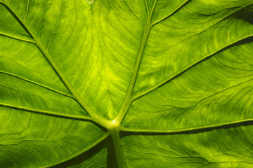 Leaf Macro.