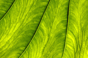 Leaf Macro.